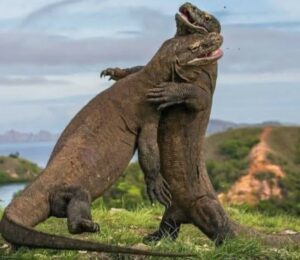 Komodo