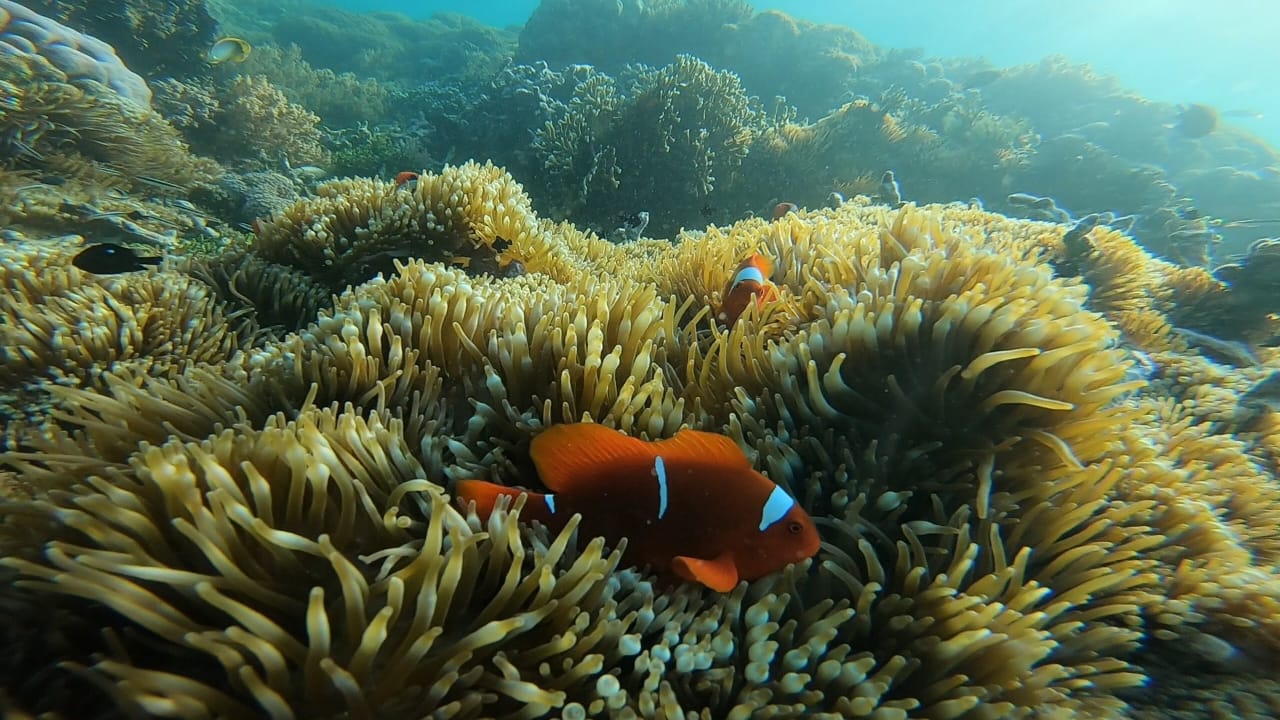 Pesona bawah laut, yang akan dijumpai saat snorkeling di Gili Gede, Gili Rengit, Gili Layar, Gili Goleng, dan Gili Asahan
