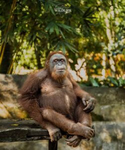 Orang Utan di Lombok Wildlife Park