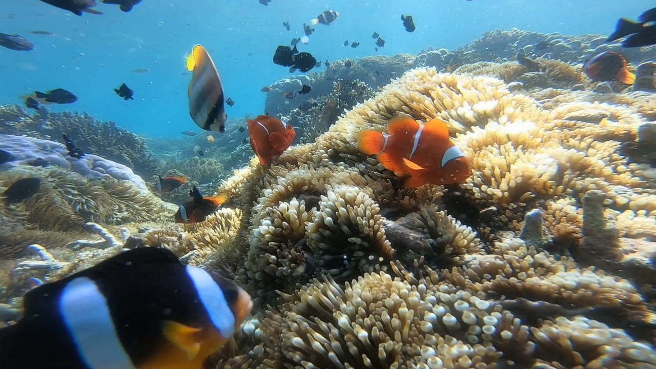 Snorkeling di Gili Nanggu, Gili Sudak, Gili Kedis, Gili Gede, Gili Rengit, Gili Layar, Gili Asahan, dan Gili Goleng